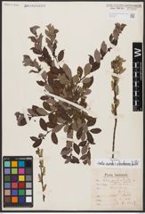 Salix aurita L. x Salix starkeana Willd.